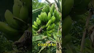 PHILIPPINES BANANA FARMING [upl. by Htiekram]