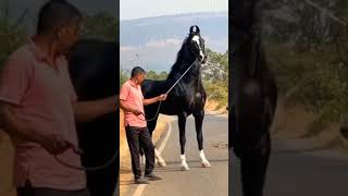 Horses riding l viralvideo shortsvideo360p [upl. by Dagna]