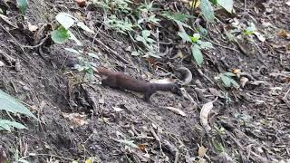 Long tailed Weasel Mustela frenata Comadreja de Cola Larga mamíferos en Colombia [upl. by Oniratac]