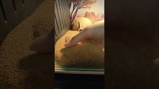 Sandfish Skinks super diving [upl. by Gamali]