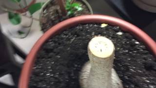 Yucca plant cuttings pruning and clones [upl. by Scutt]