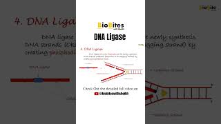 DNA Ligase  replication of DNA shorts shortsfeed trendingshorts [upl. by Myrtia]