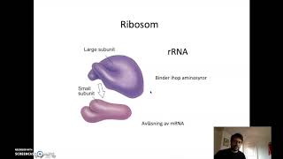 Proteinsyntesen  Translation [upl. by Llennaj]