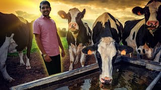 Dairy Farm आज का दिन [upl. by Lander726]