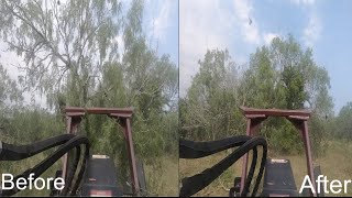 Disc mulcher Virnig v70 taking on over size trees [upl. by Hachmann]