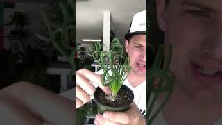 Albuca Spiralis Care Guide frizzle sizzle [upl. by Vatsug133]