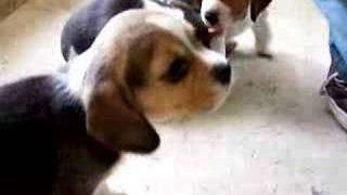 Lucy the Beagle Puppy [upl. by Ordway495]