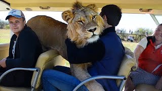 Taigan Lion Park  Where Lions Hug Tourist [upl. by Llecrad]