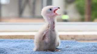 4 day old aplomado chick feeding at the ICBP [upl. by Sulihpoeht91]