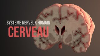 Comment fonctionne le cerveau Système nerveux humain Animation [upl. by Atnoid]