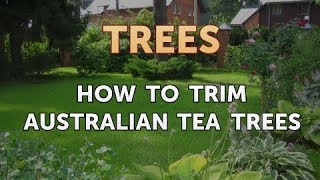 How to Trim Australian Tea Trees [upl. by Garth551]