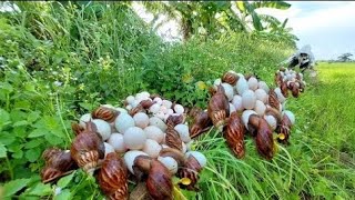 its amazing  a fisherwoman pick a lots of duck eggs and catch snails in the field near the village [upl. by Eniffit149]