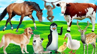 Amazing familiar animals playing sounds cats elephant dog cows fish colors chickens horses [upl. by Eidna]