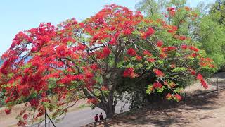 Ile de la Réunion Les majestueux Flamboyants [upl. by Ainegul]