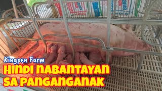 Mga Senyales ng Manganganak nang Inahin at anong Dapat Gawin [upl. by Amaral]