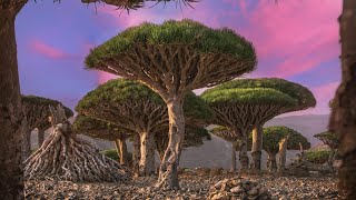 Socotra island A hidden paradise [upl. by Blisse]