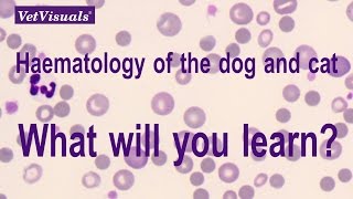 Haematology of the dog and cat [upl. by Nicolea642]