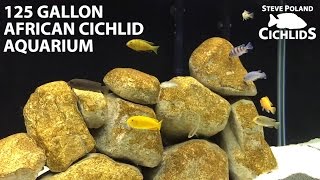 125 Gallon Lake Malawi Mbuna African Cichlid Tank [upl. by Bakerman]