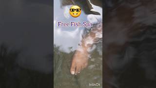 Free fish spa at 😎water fall ytshort shortsfeed natyrelover explore nature naturephotography [upl. by Allerym]