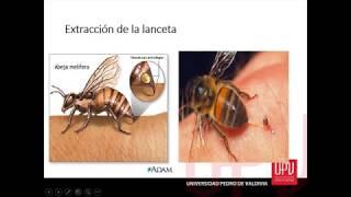 ¿Qué hacer si me pica una abeja o una avispa 🐝 ┃Dra Ana Guajardo [upl. by Milt]