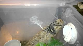 Poecilotheria vittata Husbandry [upl. by Ytsim]