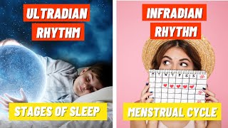 Stages of Sleep and the Menstrual Cycle  Ultradian amp Infradian Rhythms [upl. by Oxley]