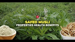 Safed Musli Powder Health Benefits and Dosage [upl. by Gary]