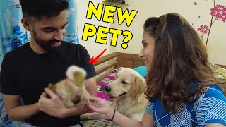 New Pet in the House  Paws Family Vlogs [upl. by Vogeley]