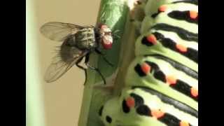 Tachinidae  Buquetia musca  Attack 6 Callas 13 August 2013 [upl. by Sillad]