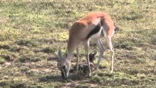 Thompsons Gazelle first steps [upl. by Gillette]