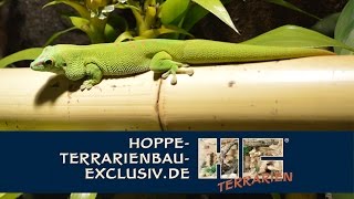 Terrarium für Phelsuma grandis  Großer Madagaskar Taggecko [upl. by Rickey]