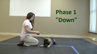 How to Train a dog to Lie quotDownquot K91com [upl. by Gisella]