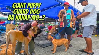 BULLMASTIFF PUPPY MADAMI NAGREHOME NITO BAKA MAUBUSAN KA [upl. by Eelyr]