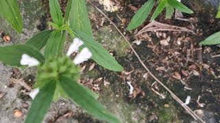 തുമ്പ Leucaskerala flower onam herb tree tompavoo plant thiruvananthapuram [upl. by Salim]