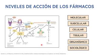 Farmacodinamia Parte 14  Docente Nicolás Loschiavo [upl. by Eidissac]