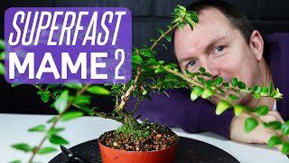 Mame Bonsai Branch Building Making Mini Bonsai from Cuttings [upl. by Akenaj]