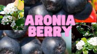 Aronia Berry [upl. by Ettenahs]