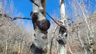 Lamoille Canyon Nevada P 3 [upl. by Ahsiyn]