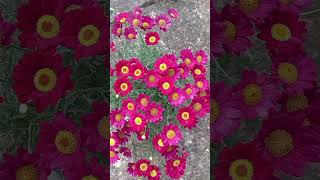 Argyranthemum Orange flowers flower relax relaxing relaxingmusic unwind unwinding soothing [upl. by Adnovoj]