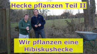 Hecke pflanzen Teil II  Hibiskus Hecke einpflanzen angießen und mulchen [upl. by Loren517]