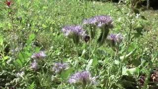 Bees on Phacelia tanacetifolia [upl. by Blondell]