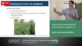 Grains Research Updates 2015  Goondiwindi  Is there a genetic solution to crown rot  P Davies [upl. by Yenroc101]