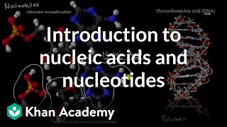 Introduction to nucleic acids and nucleotides  High school biology  Khan Academy [upl. by Adnylg]