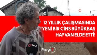 12 Yıllık Çalışmasında Yeni Bir Cins Büyükbaş Hayvan Elde Etti [upl. by Glynias60]