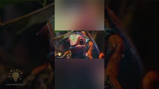 how Chameleon change its colour  girgit Kaise Badalte Hain Rang knowledge facts shorts [upl. by Anerbes30]