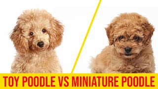 Toy Poodle vs Miniature Poodle 7 Major Difference You Didnt Know [upl. by Jankell976]