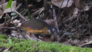 Whitelored Antpitta Limoncocha Ecuador [upl. by Sieber948]