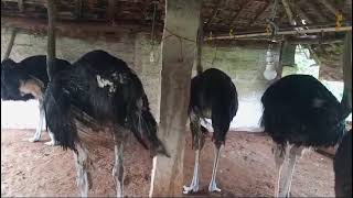 south African ostrich 2 to 3 month old baby chicks supply [upl. by Nalro133]