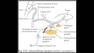 Submandibular ganglion [upl. by Zolner]