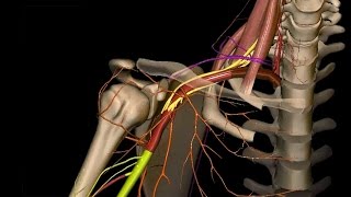 Obere Extremität  Arterien an Schulter Oberarm und Ellenbogen  3D [upl. by Ainatit]